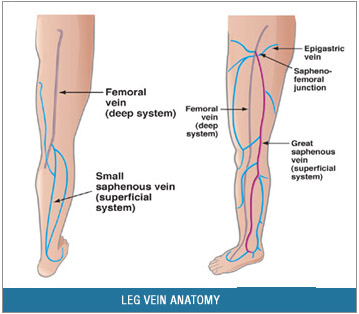 Veins Groin